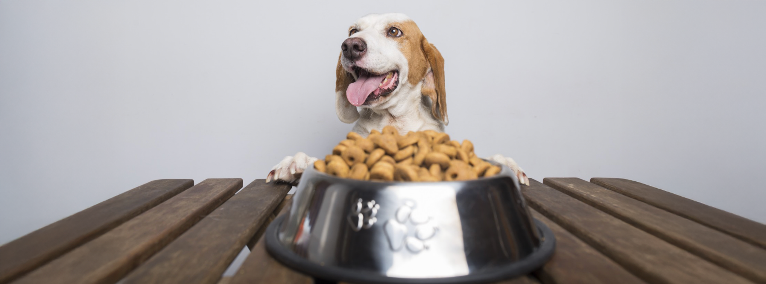10 alimentos que nunca debes darle a tu perro