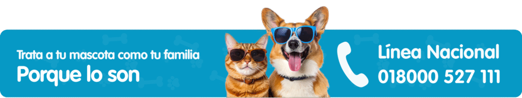 Banner-Cat