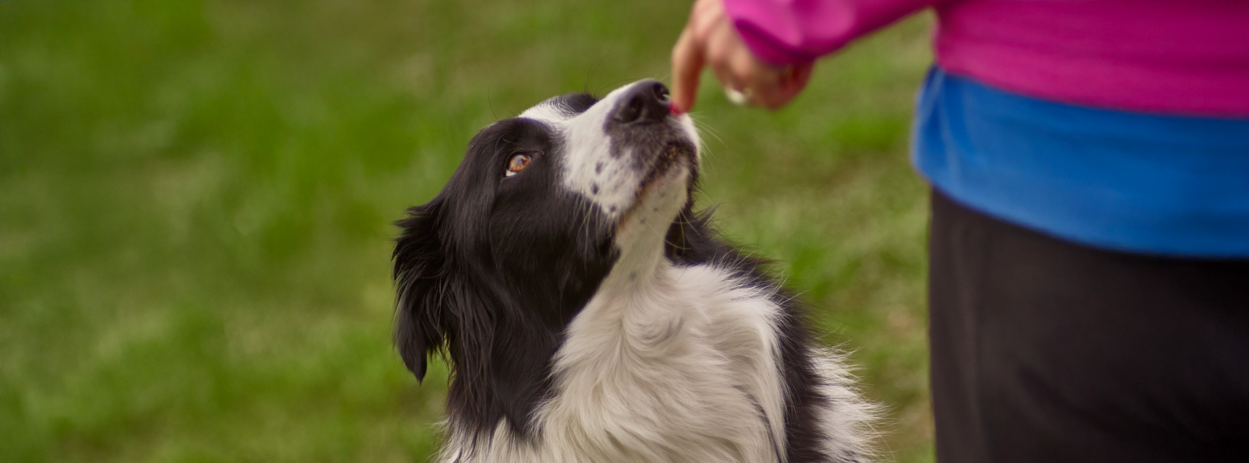 Consentir a tu perro también es cuidar su bienestar