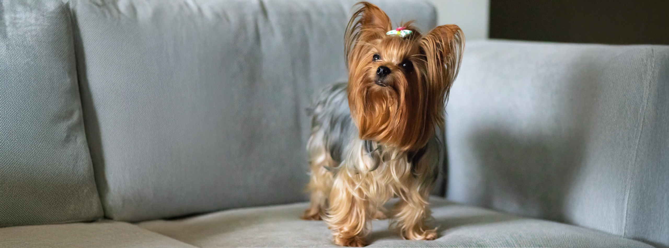 ¿Por qué se le cae el pelo a tu perro_ 5 causas que debes conocer