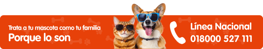 Banners-linea-nacional-Q-ida-cat