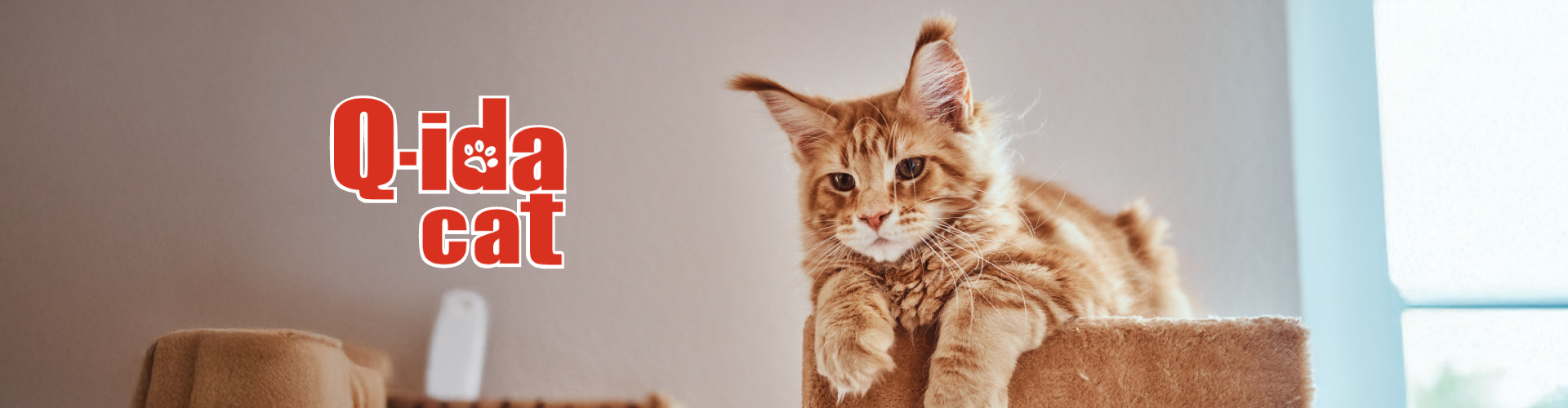 Qida cat