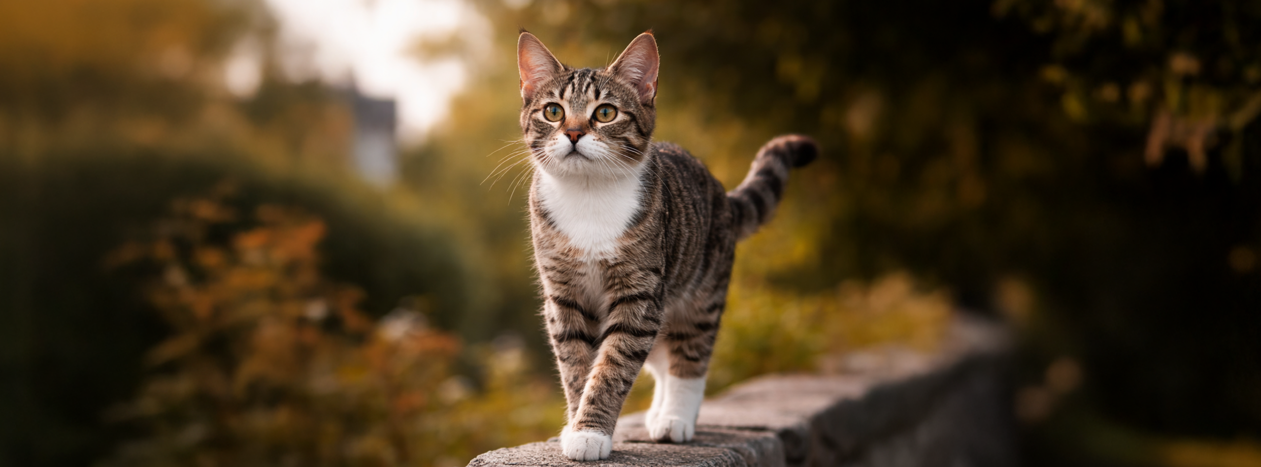 Gato caminando en un muro con elegancia