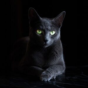 Gato con ojos brillando en la oscuridad