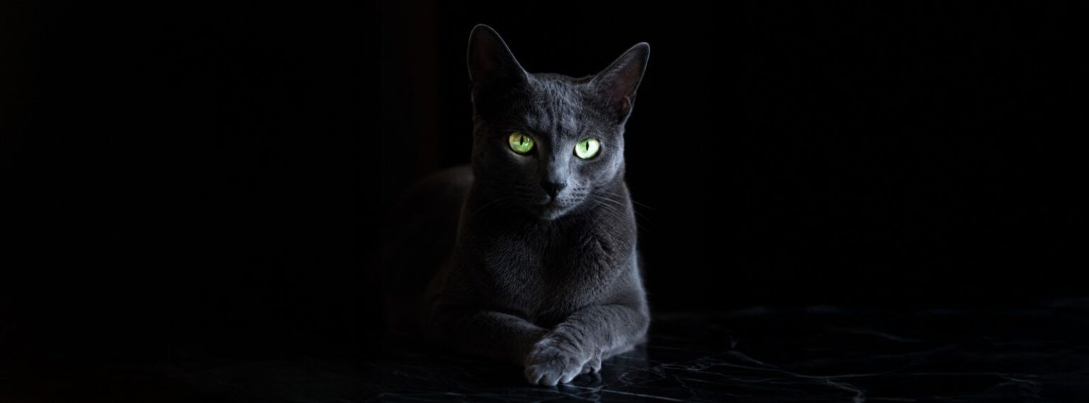 Gato con ojos brillando en la oscuridad