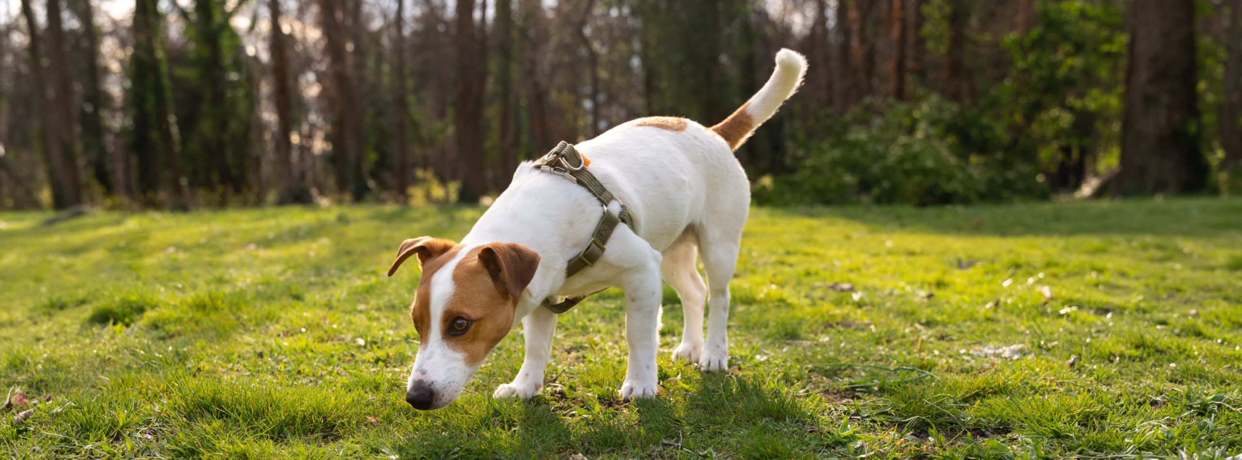 Perro explorando su entorno y utilizando sus sentidos para percibir diferentes estímulos,