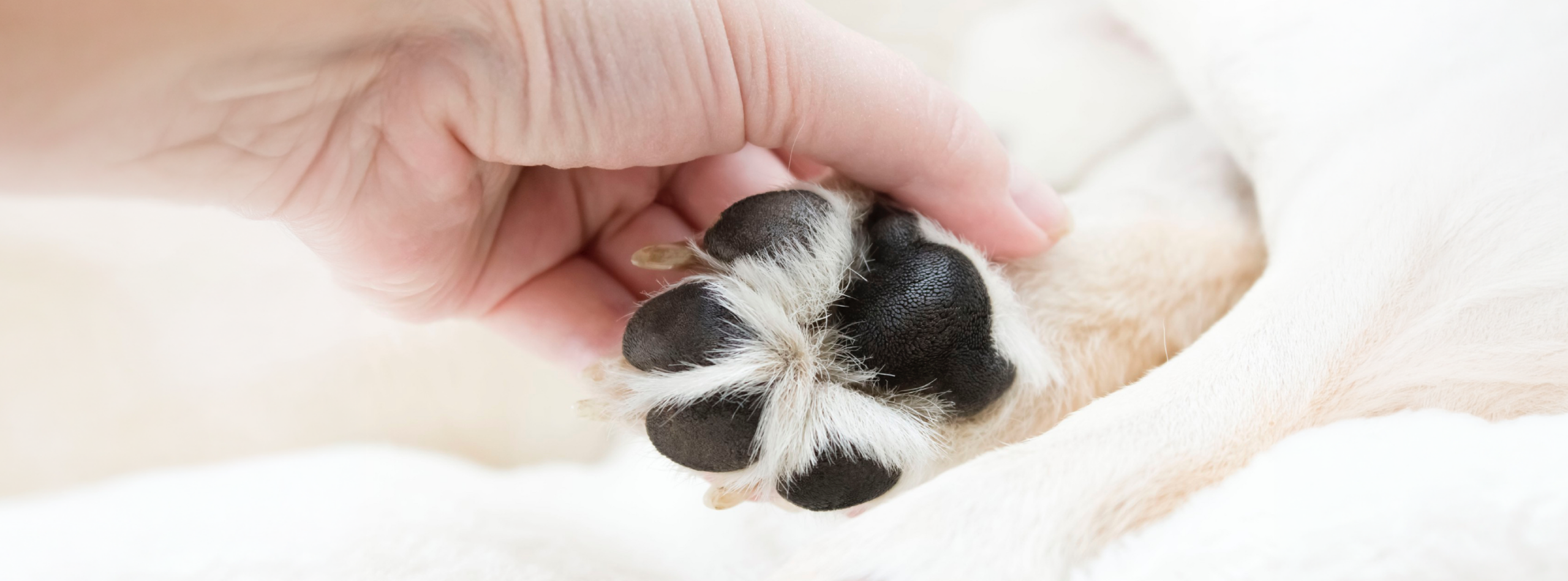 Una fotografía en primer plano de las almohadillas de un perro sobre una superficie natural