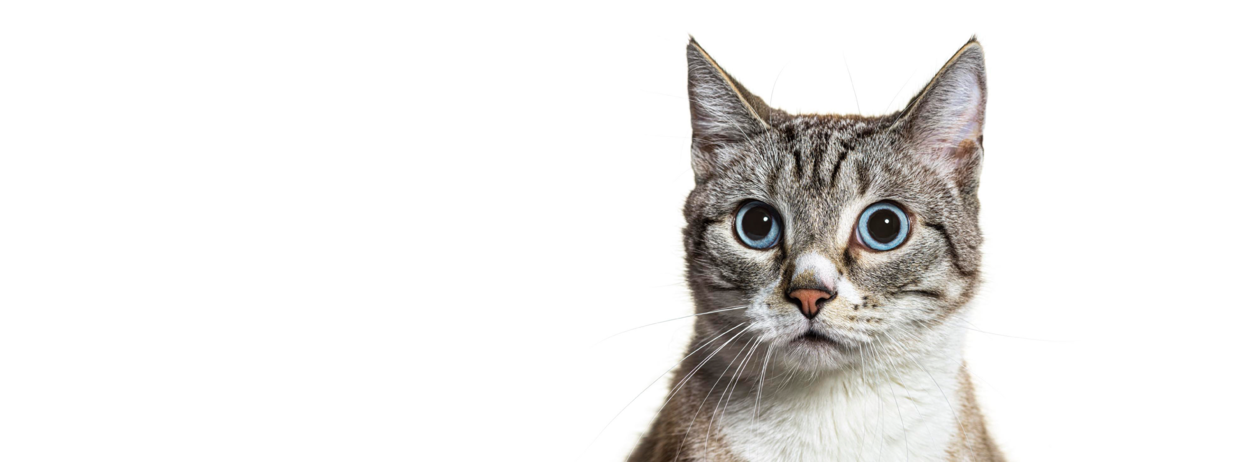Primer plano de un gato mostrando sus vibrisas