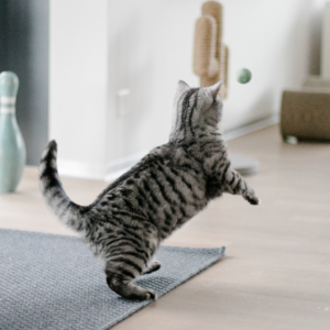 Gato corriendo rápidamente por la casa durante un episodio de actividad espontánea conocido como zoomies.