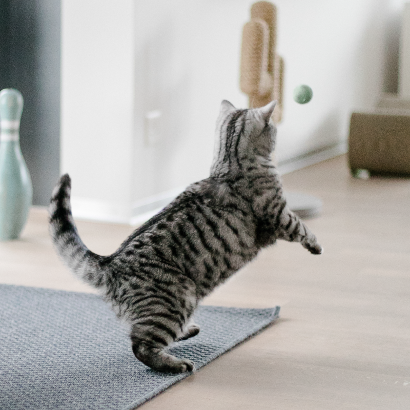 Gato corriendo rápidamente por la casa durante un episodio de actividad espontánea conocido como zoomies.