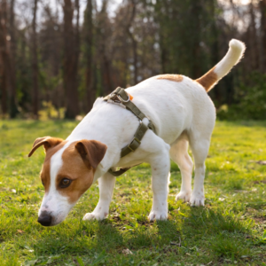 Perro explorando su entorno y utilizando sus sentidos para percibir diferentes estímulos,
