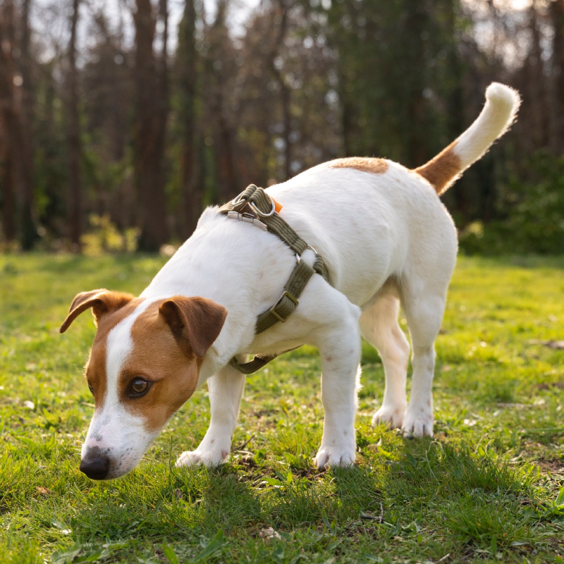 Perro explorando su entorno y utilizando sus sentidos para percibir diferentes estímulos,