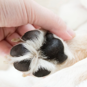 Una fotografía en primer plano de las almohadillas de un perro sobre una superficie natural