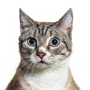 Primer plano de un gato mostrando sus vibrisas