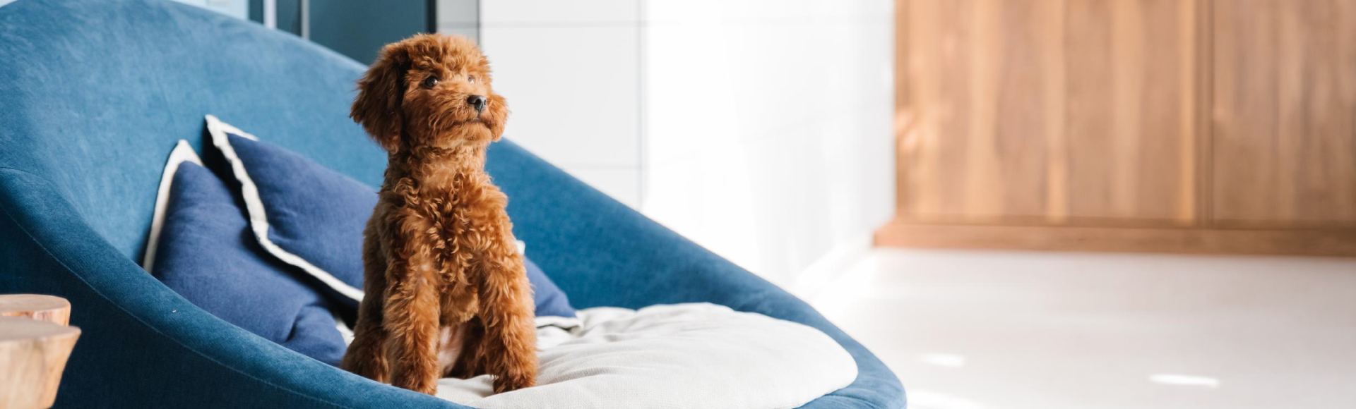 Perro acomodando con sus patas la cama antes de descansar, un comportamiento relacionado con sus instintos naturales.