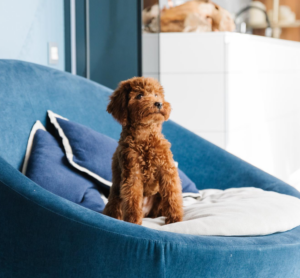 Perro acomodando con sus patas la cama antes de descansar, un comportamiento relacionado con sus instintos naturales.