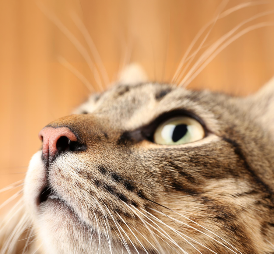 Primer plano de la nariz de un gato donde se observan los relieves y patrones de su superficie nasal.