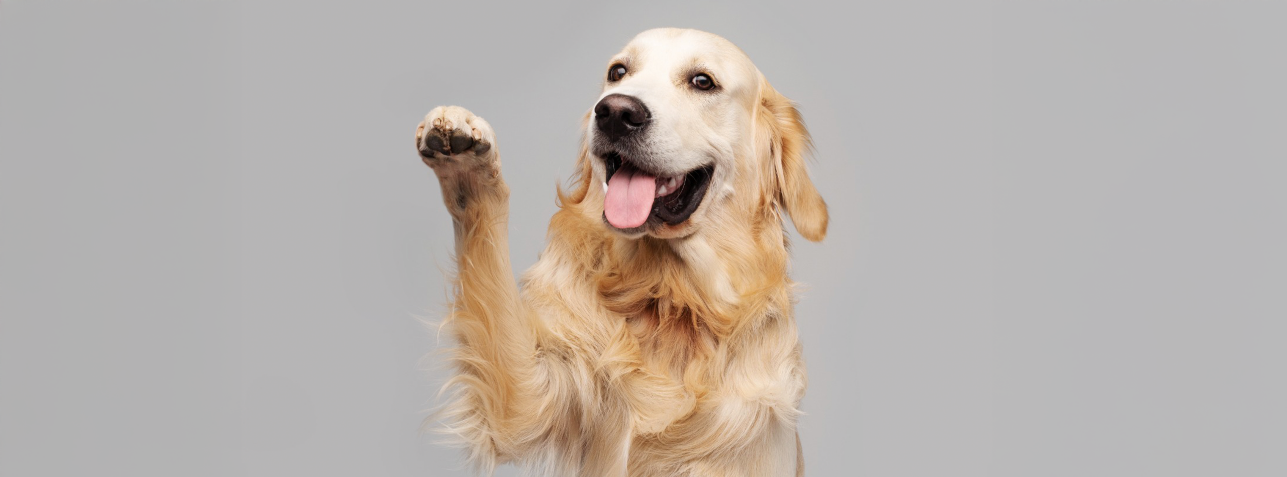 5 cuidados esenciales para un perro feliz y saludable