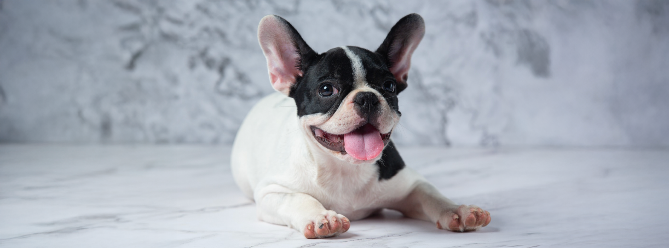 Elige pavo para tu mejor amigo- nutrición para perros con piel y estómago sensibles