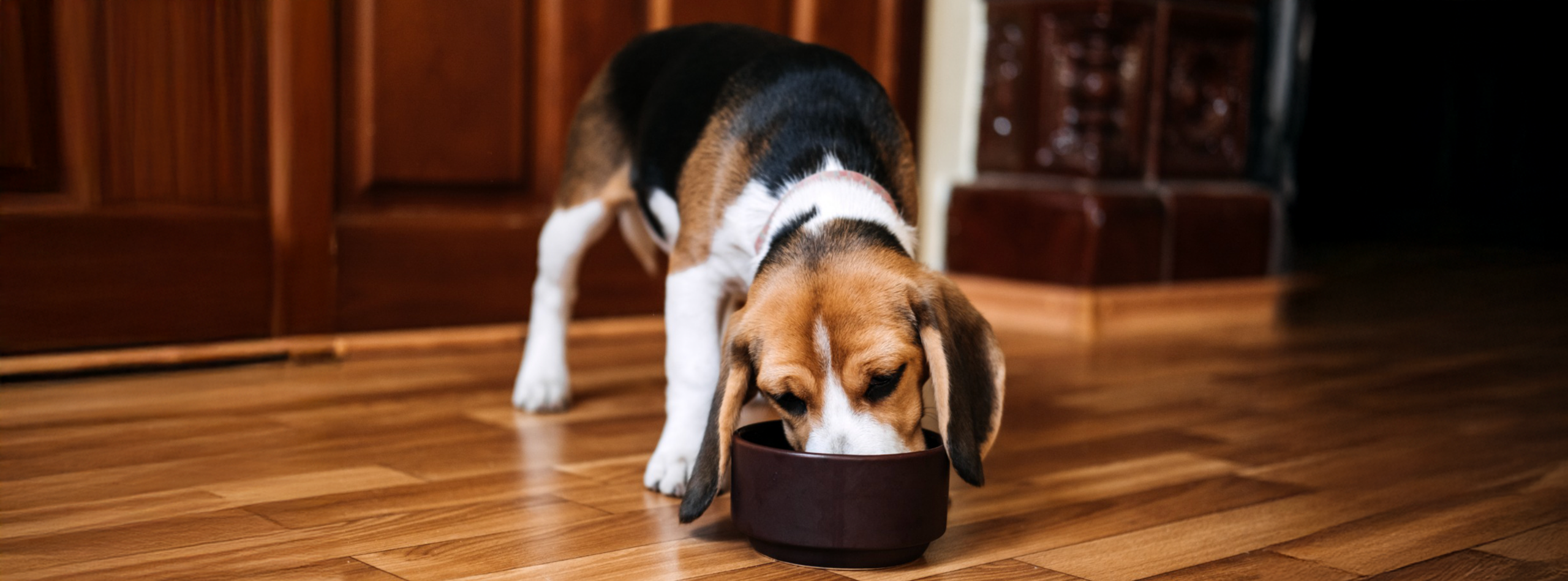 Nutrición inteligente- salmón y queso para perros adultos