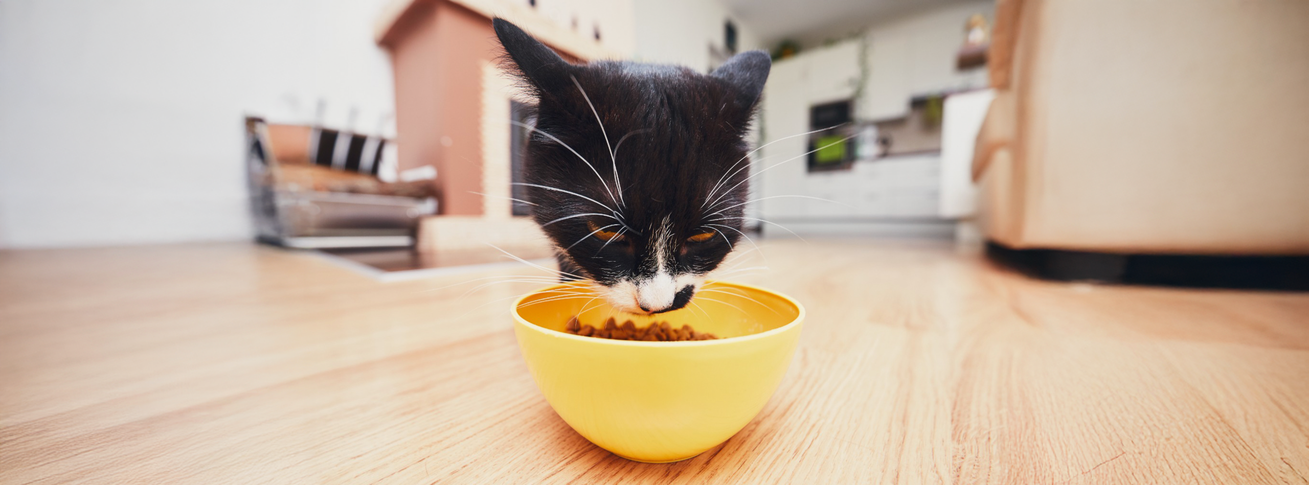 Tilapia- nutrición ligera y completa para gatos adultos