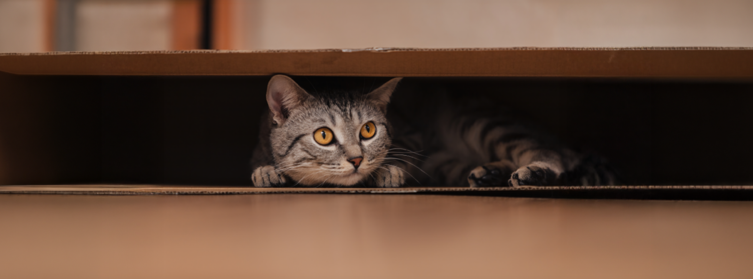 4 cosas que asustan a tu gato (y cómo ayudarle a superarlo)