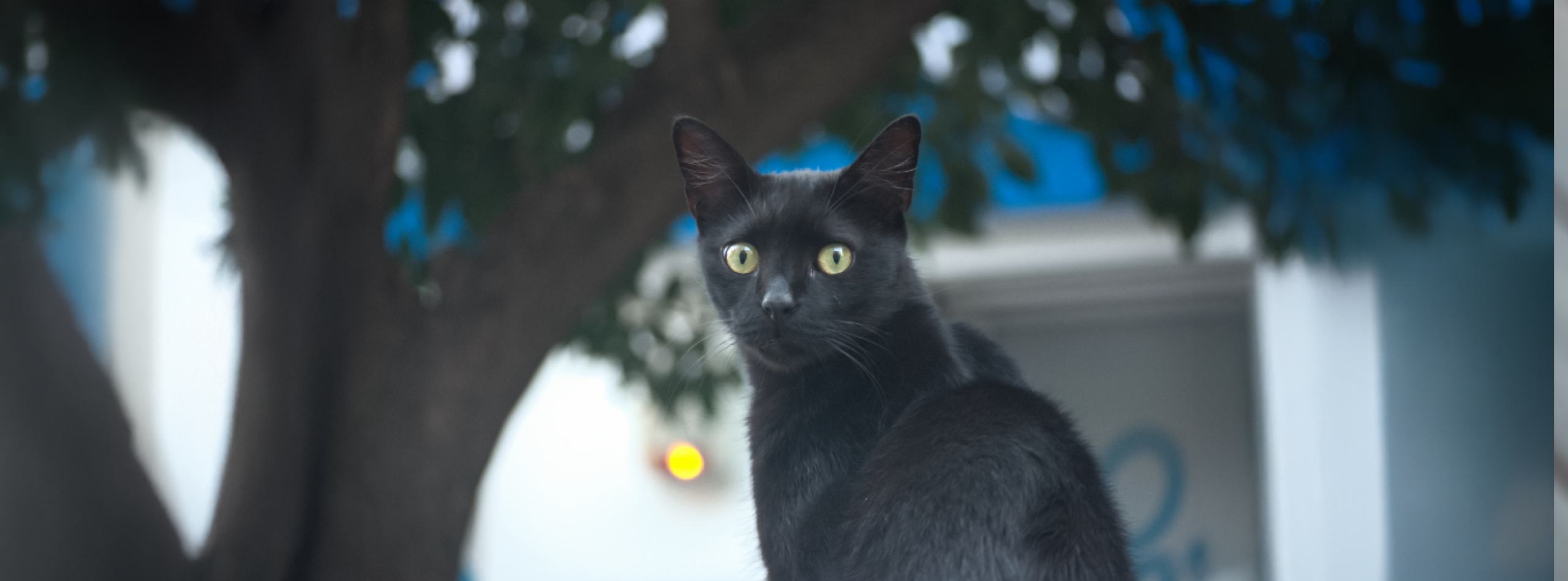 5 secretos de los gatos que te sorprenderán