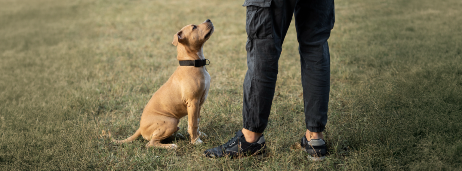 Adiestramiento, etología y educación canina