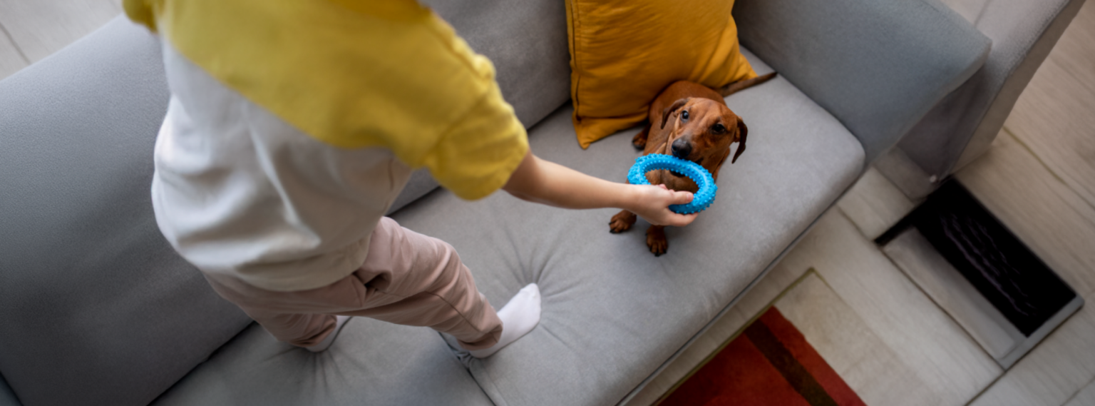 Entrenamiento para perros: cómo mantener a tu mascota en forma y feliz