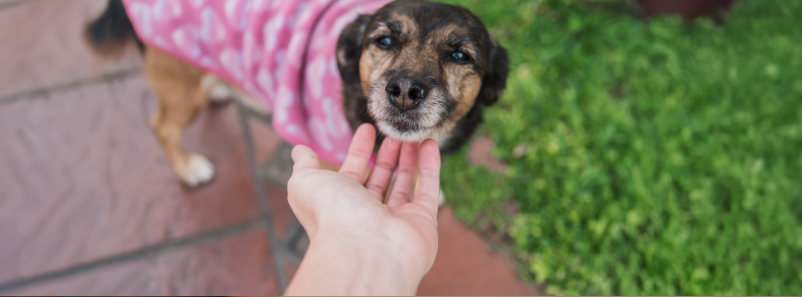 5 razones para adoptar una mascota y cambiar dos vidas para siempre