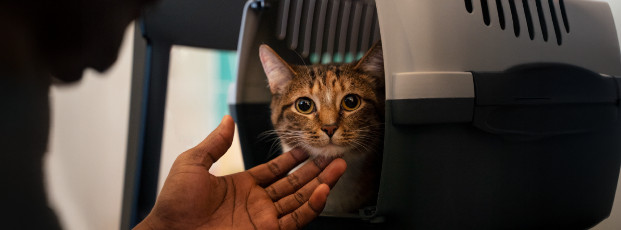 Cómo lograr que tu gato no tema al veterinario: trucos para un viaje sin estrés