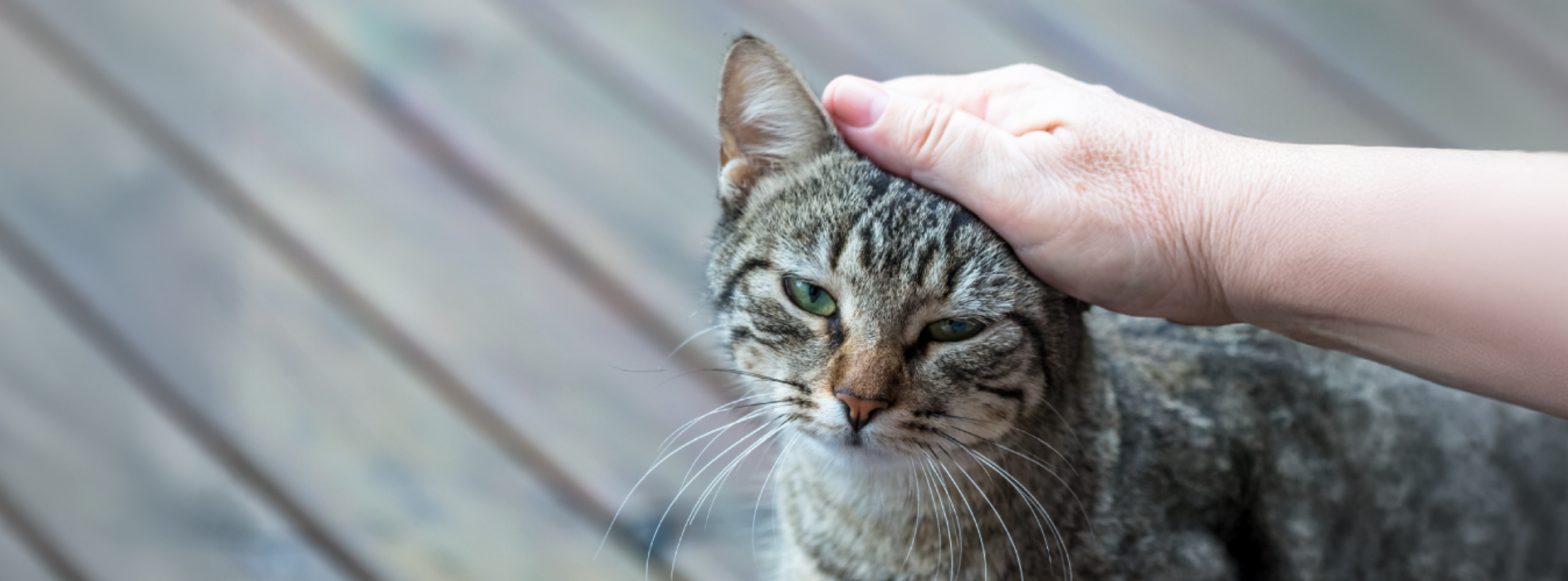 ¿Por qué ronronea un gato? El lenguaje secreto del bienestar felino