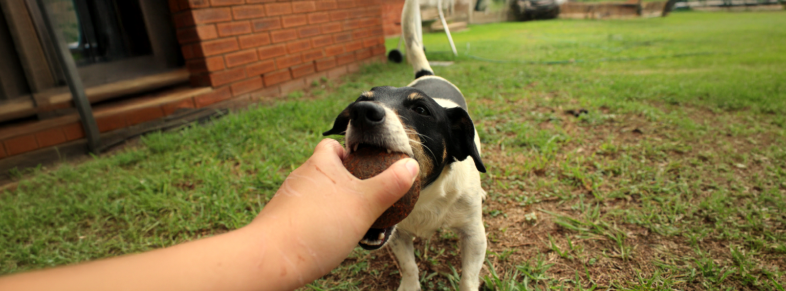 Los perros mejoran el mundo: el poder transformador de nuestros compañeros de cuatro patas