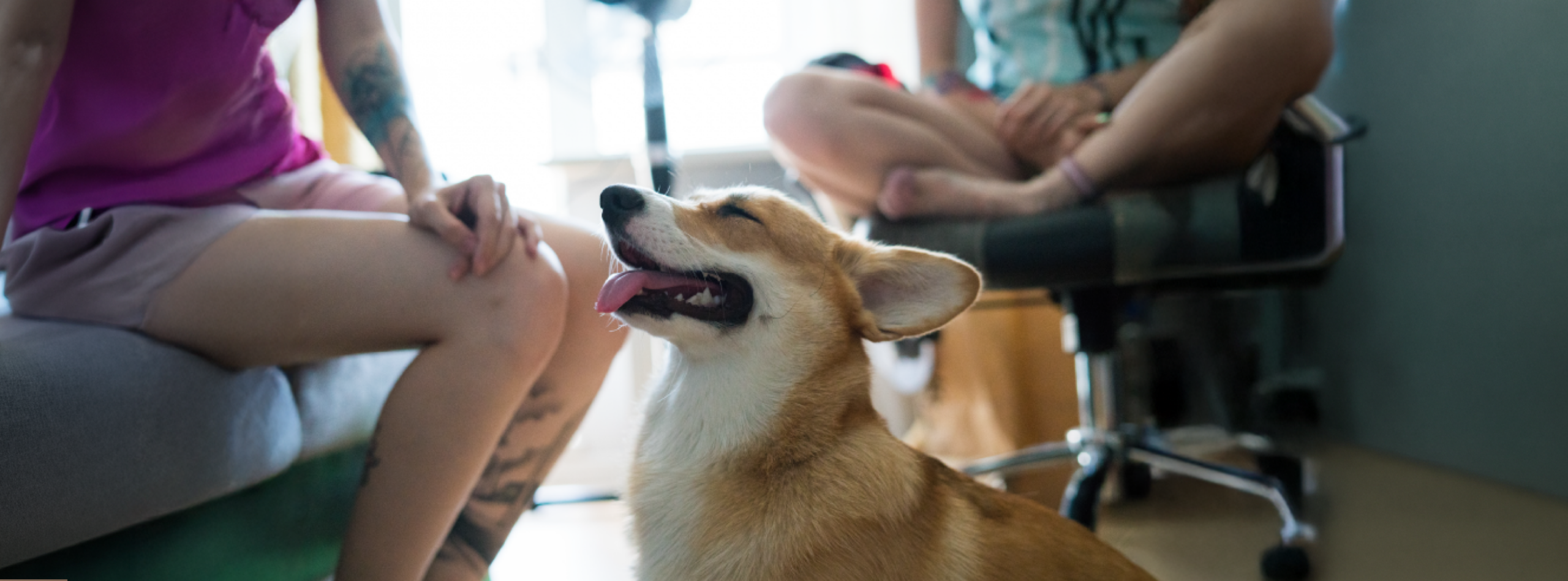 Lo que necesitas para tener una mascota: guía básica para nuevos dueños responsables