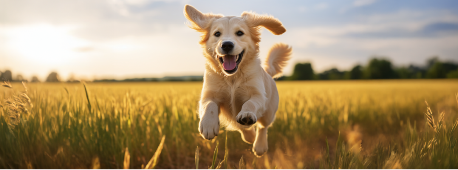 Mito o realidad: ¿los perros que mueven la cola siempre están felices?