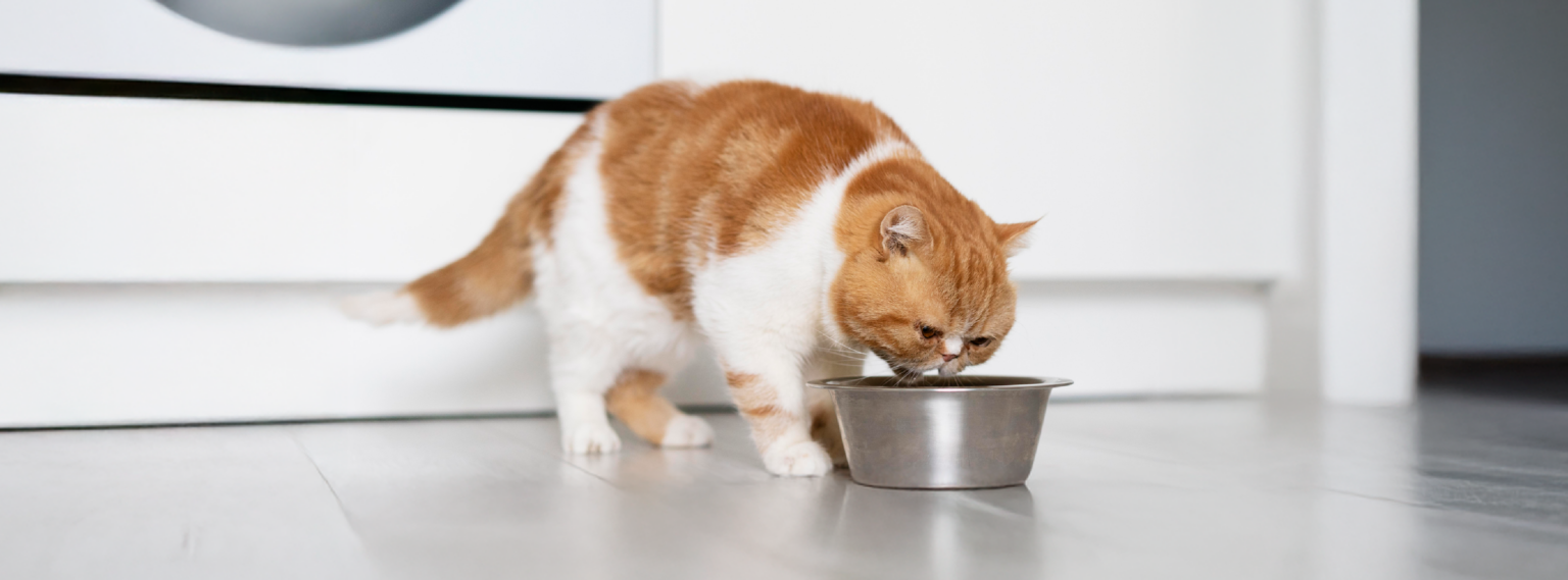 ¿Cuántas veces al día debe comer un gato? Guía práctica para una alimentación saludable