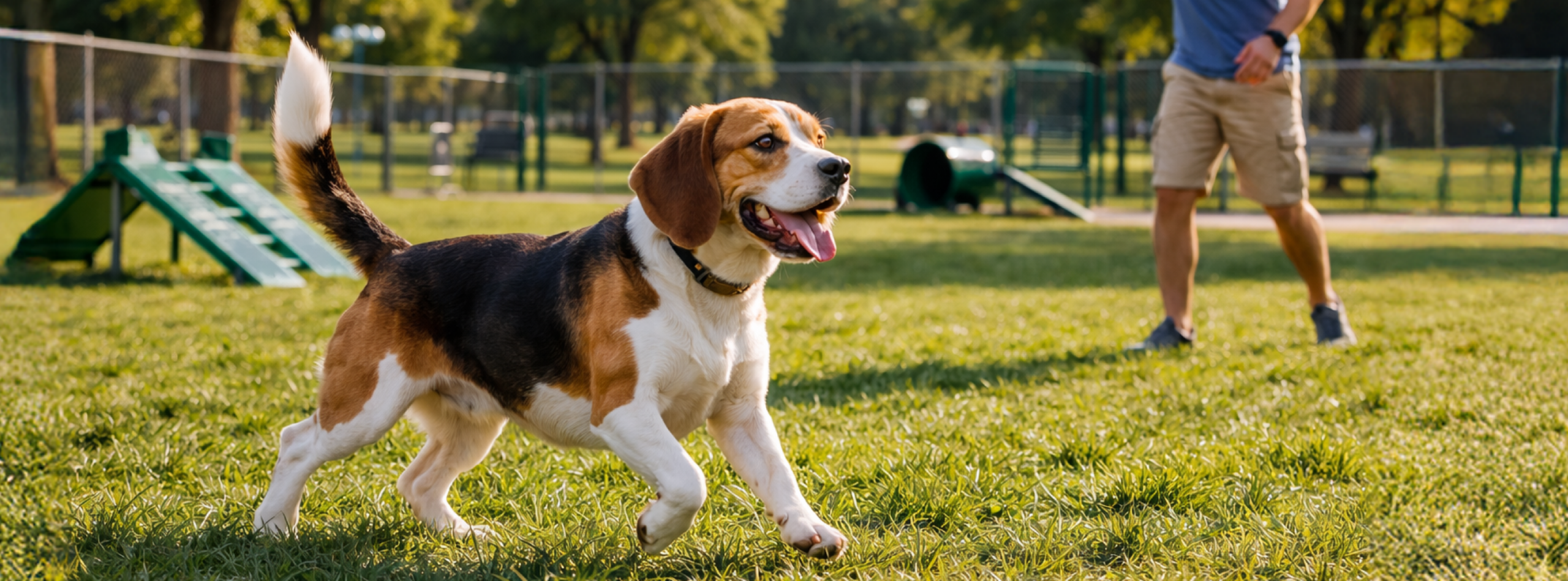 Perro moviendo la cola mientras juega con su dueño, mostrando alegría y confianza, en un ambiente feliz y saludable.
