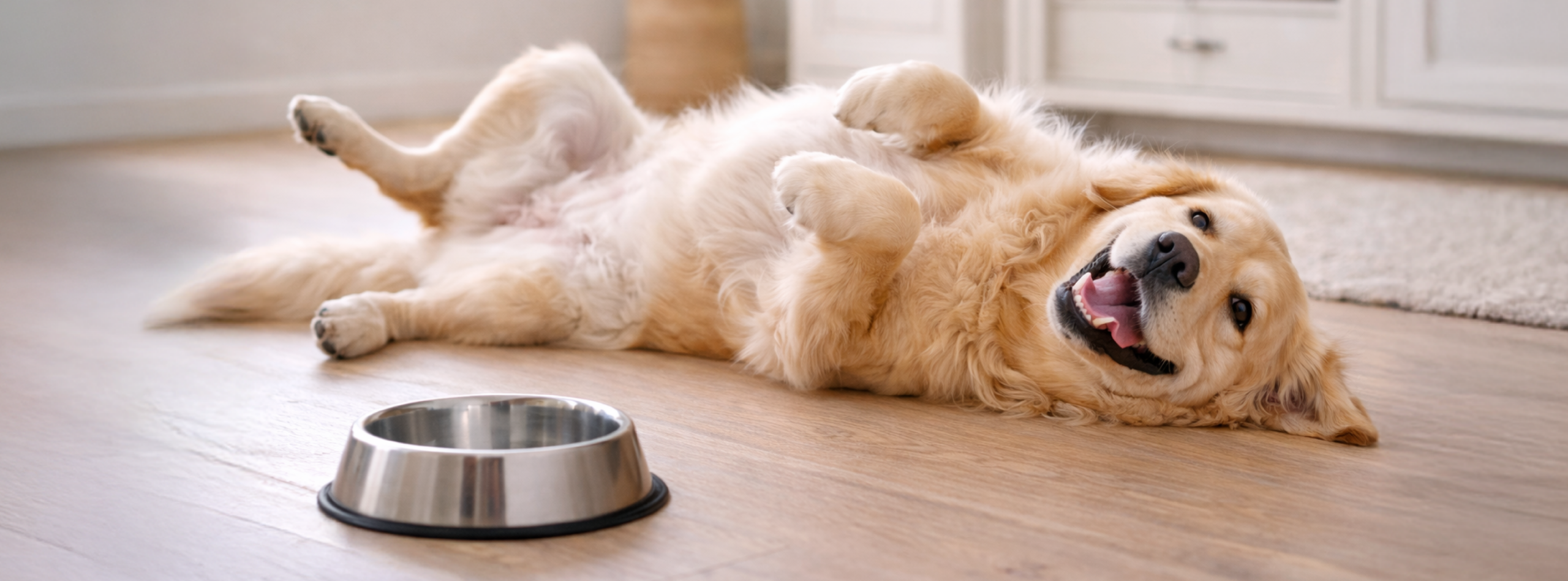 Hígado hidrolizado de pollo utilizado como proteína de alta digestibilidad en el alimento para perros Q-ida Can que favorece la digestión y la absorción de nutrientes.