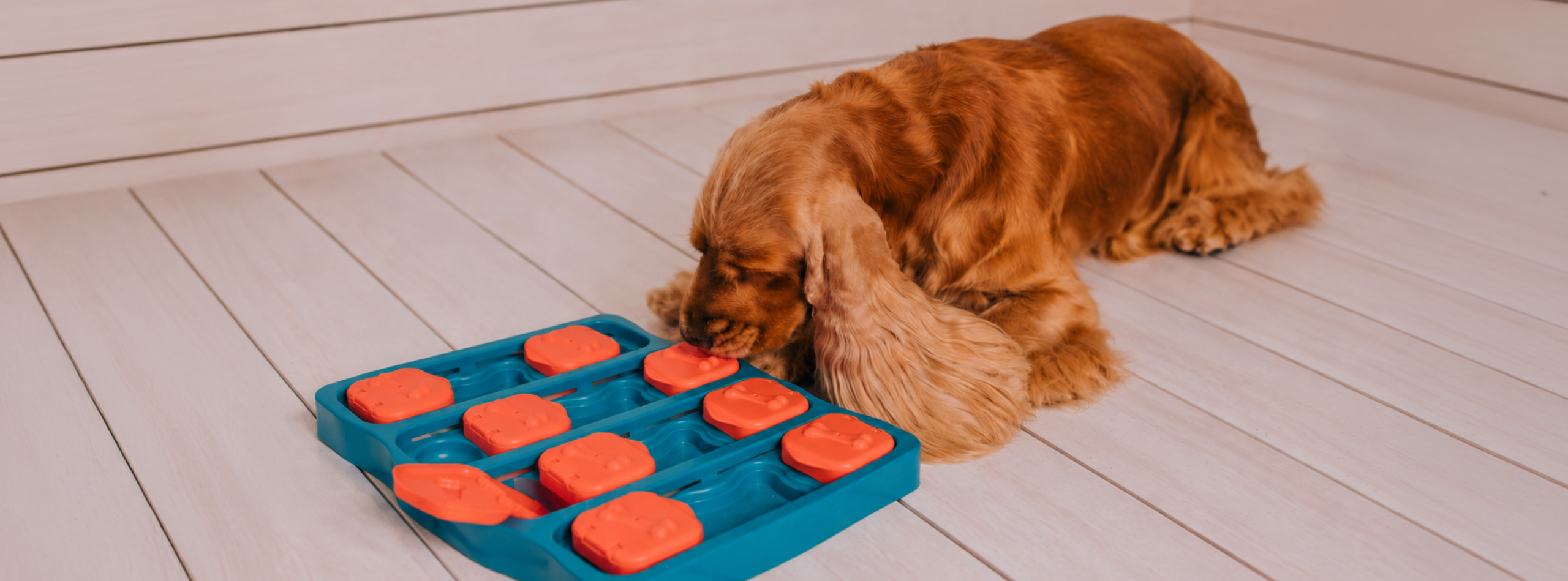 Perro utilizando un juguete interactivo para estimular su mente y desarrollar sus capacidades cognitivas