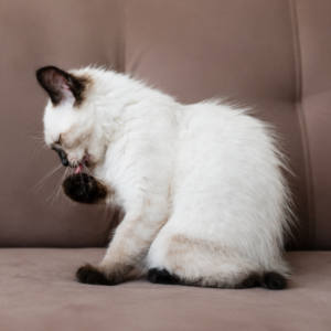 Gato acicalando su pelaje de forma natural