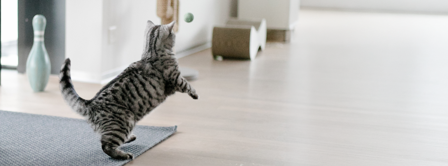 Gato corriendo rápidamente por la casa durante un episodio de actividad espontánea conocido como zoomies.
