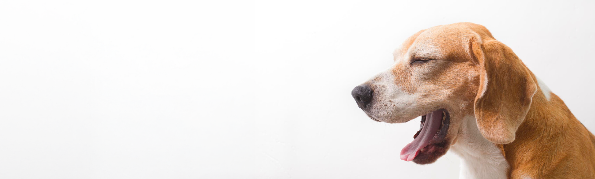 Perro bostezando, un comportamiento que puede relacionarse con el sueño o aparecer como parte de su lenguaje corporal.