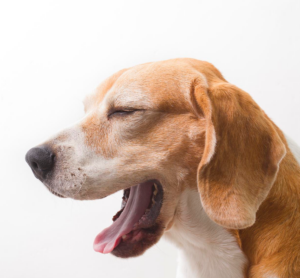 Perro bostezando, un comportamiento que puede relacionarse con el sueño o aparecer como parte de su lenguaje corporal.