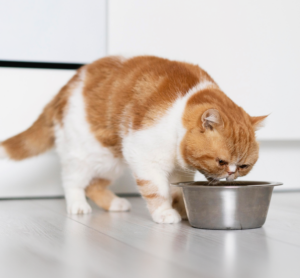 Gato saludable representando una nutrición especializada y adaptada a las diferentes necesidades de cada etapa de su vida.