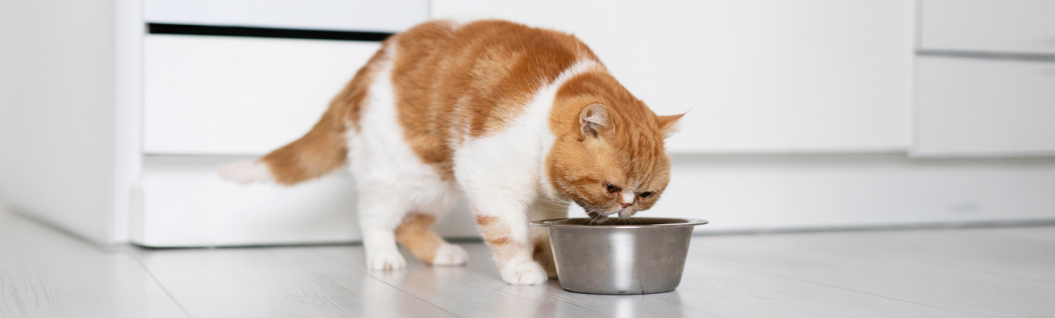 Gato saludable representando una nutrición especializada y adaptada a las diferentes necesidades de cada etapa de su vida.