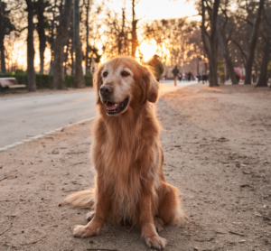 Perro adulto saludable y activo representando el bienestar y la calidad de vida durante las diferentes etapas de la vida canina.