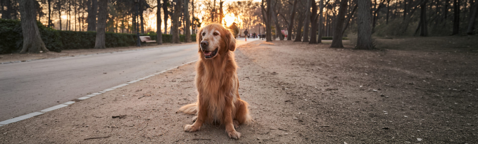 Perro adulto saludable y activo representando el bienestar y la calidad de vida durante las diferentes etapas de la vida canina.