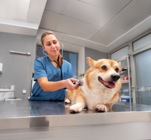 Perro durante una revisión de su piel, orejas y patas para identificar posibles señales relacionadas con alergias o reacciones adversas a los alimentos