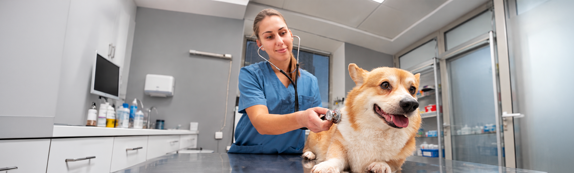 Perro durante una revisión de su piel, orejas y patas para identificar posibles señales relacionadas con alergias o reacciones adversas a los alimentos